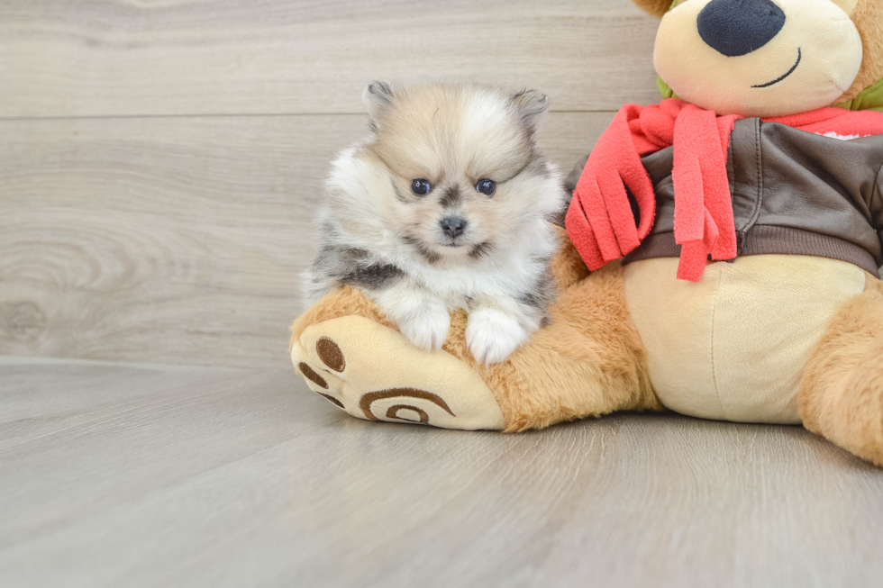Pomeranian Pup Being Cute