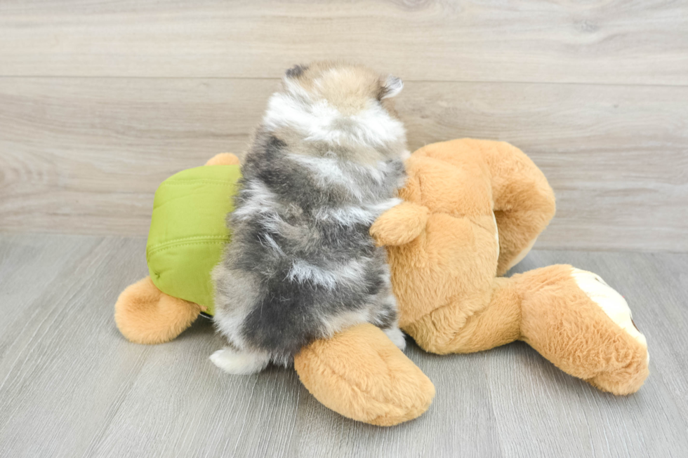 Friendly Pomeranian Purebred Pup