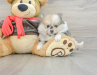 7 week old Pomeranian Puppy For Sale - Seaside Pups