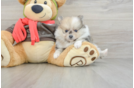 Pomeranian Pup Being Cute
