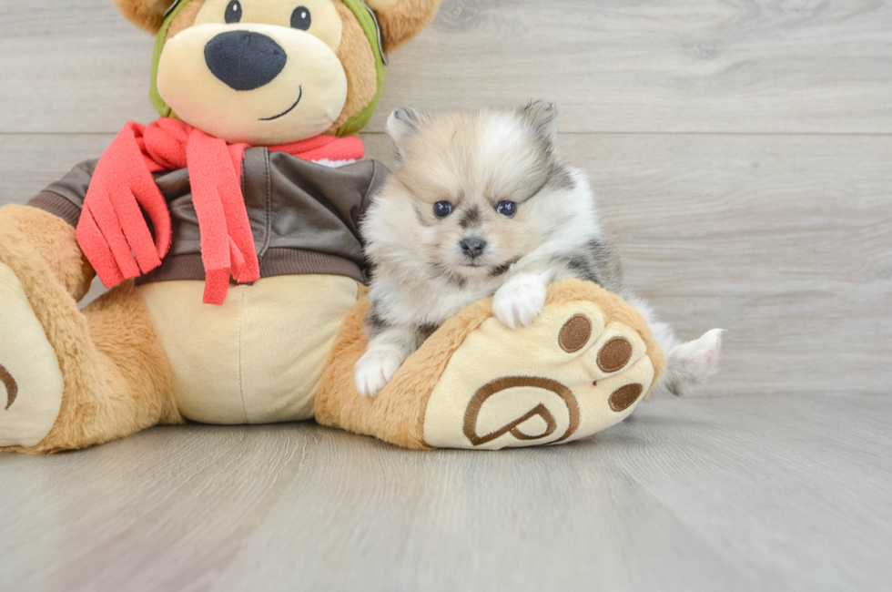 5 week old Pomeranian Puppy For Sale - Seaside Pups