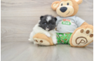Pomeranian Pup Being Cute