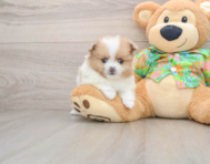 5 week old Pomeranian Puppy For Sale - Seaside Pups