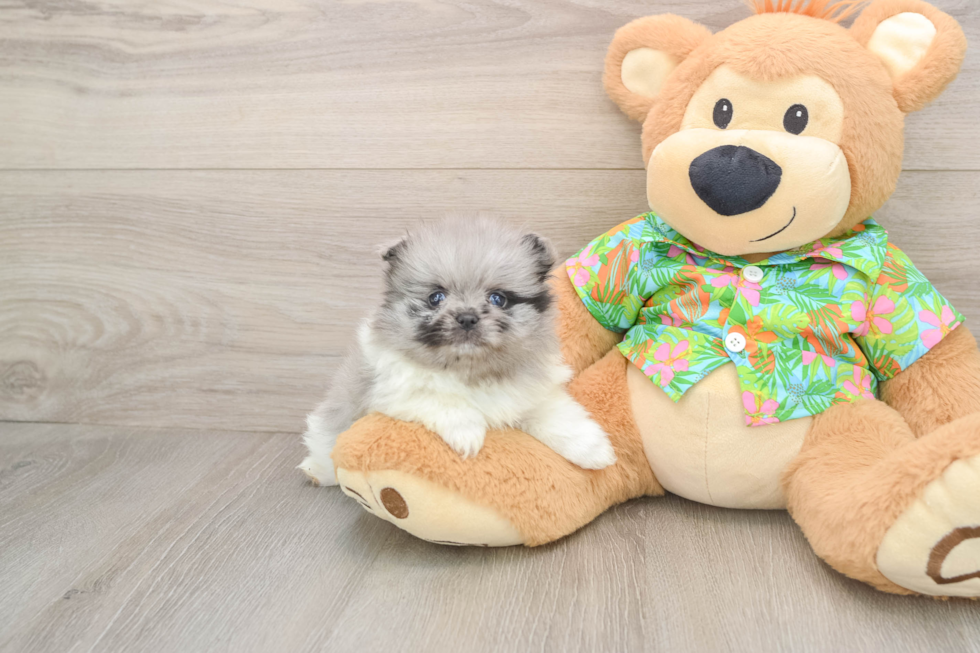 Pomeranian Puppy for Adoption