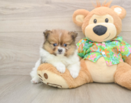 8 week old Pomeranian Puppy For Sale - Seaside Pups