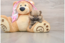 Best Pomeranian Baby