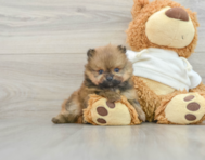 6 week old Pomeranian Puppy For Sale - Seaside Pups