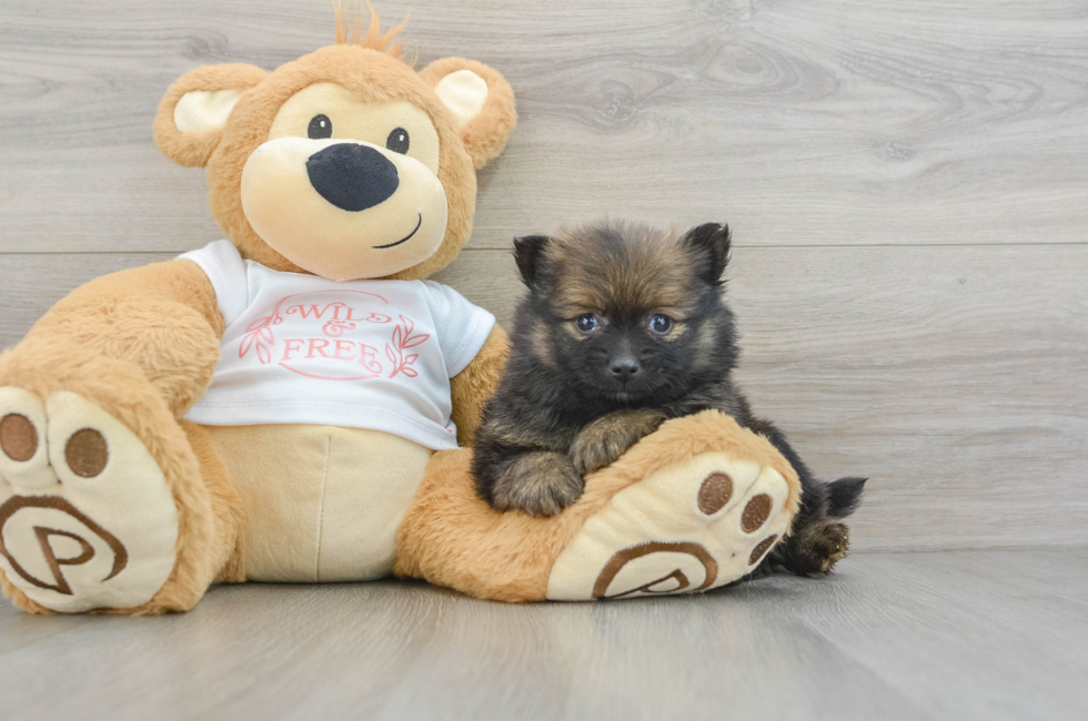 6 week old Pomeranian Puppy For Sale - Seaside Pups