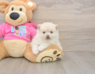 5 week old Pomeranian Puppy For Sale - Seaside Pups