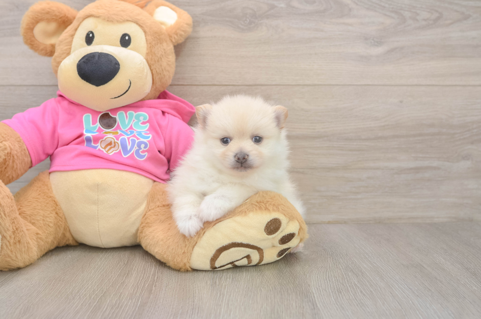 5 week old Pomeranian Puppy For Sale - Seaside Pups