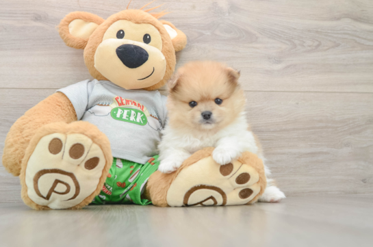 Popular Pomeranian Baby