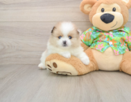 8 week old Pomeranian Puppy For Sale - Seaside Pups
