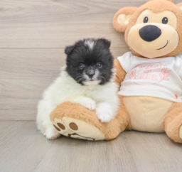 6 week old Pomeranian Puppy For Sale - Seaside Pups
