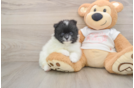 Popular Pomeranian Purebred Pup