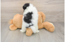 Pomeranian Pup Being Cute