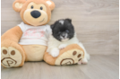 Pomeranian Puppy for Adoption