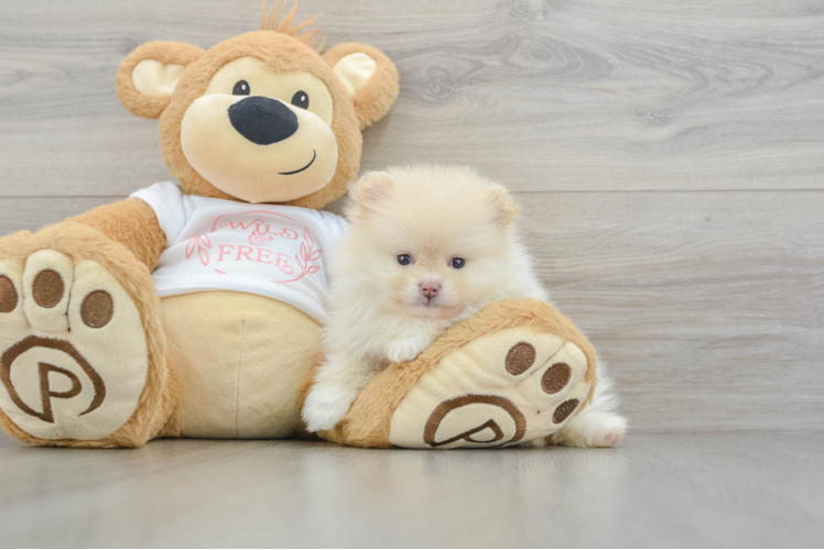 Pomeranian Pup Being Cute