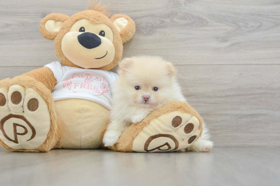 7 week old Pomeranian Puppy For Sale - Seaside Pups