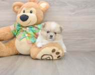 5 week old Pomeranian Puppy For Sale - Seaside Pups