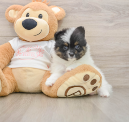 7 week old Pomeranian Puppy For Sale - Seaside Pups