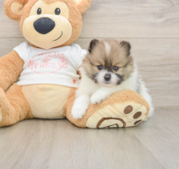 6 week old Pomeranian Puppy For Sale - Seaside Pups