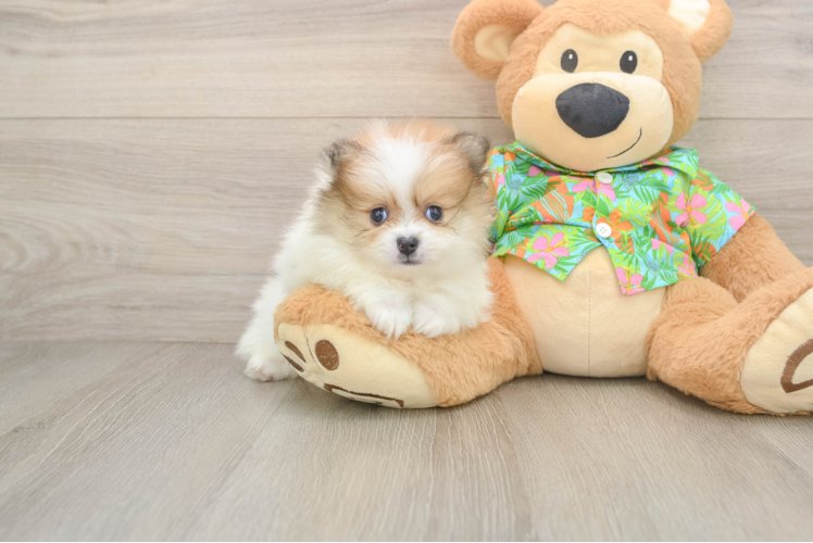 Little Pomeranian Baby