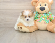 8 week old Pomeranian Puppy For Sale - Seaside Pups