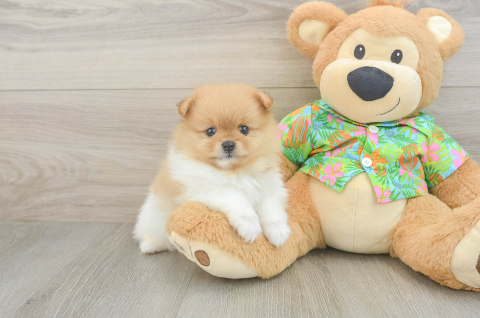 5 week old Pomeranian Puppy For Sale - Seaside Pups