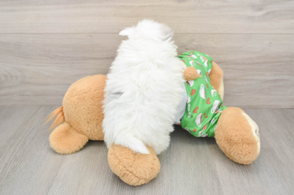 Pomeranian Pup Being Cute