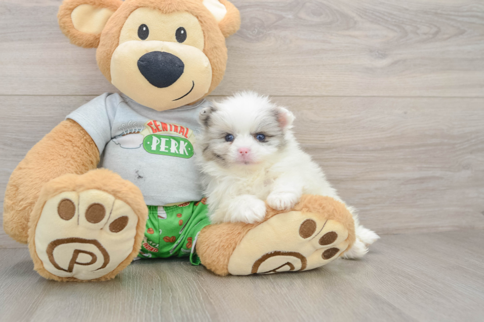 Best Pomeranian Baby