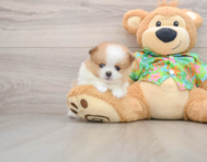 5 week old Pomeranian Puppy For Sale - Seaside Pups