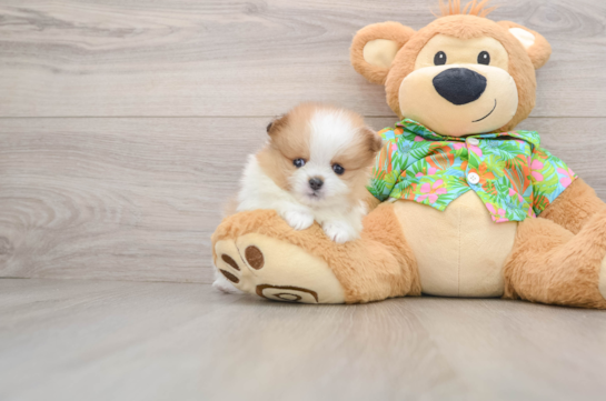 Pomeranian Pup Being Cute