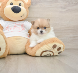 6 week old Pomeranian Puppy For Sale - Seaside Pups