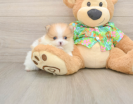 9 week old Pomeranian Puppy For Sale - Seaside Pups