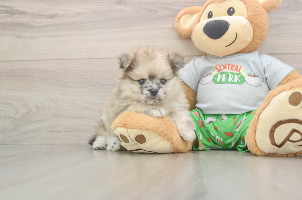 5 week old Pomeranian Puppy For Sale - Seaside Pups