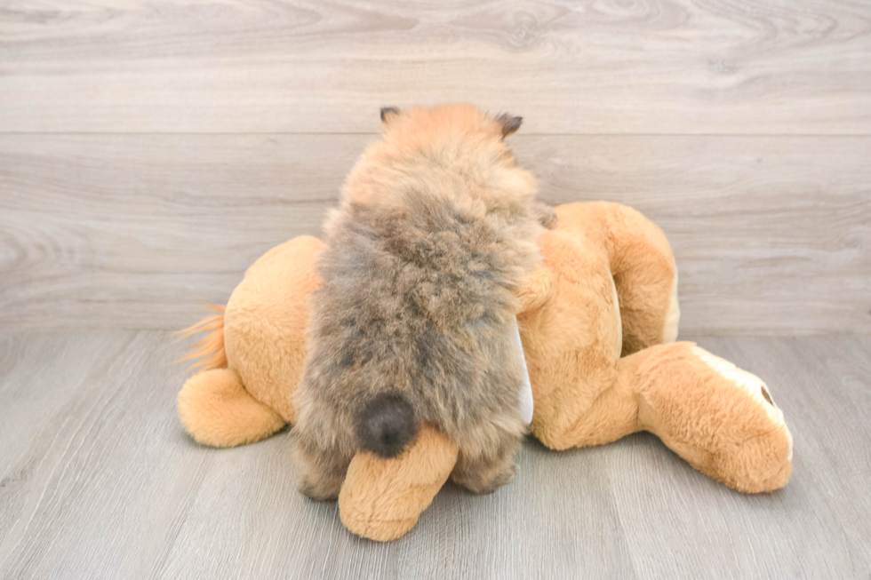 Best Pomeranian Baby