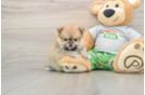 Pomeranian Pup Being Cute