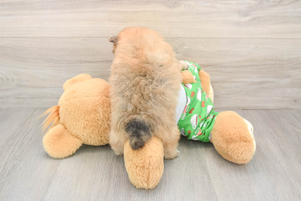 Pomeranian Pup Being Cute
