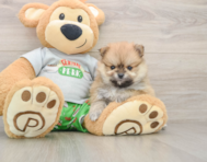 8 week old Pomeranian Puppy For Sale - Seaside Pups