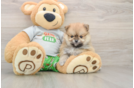 Sweet Pom Pom Purebred Puppy