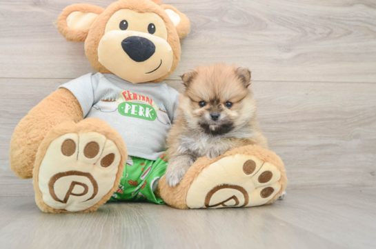 Sweet Pom Pom Purebred Puppy