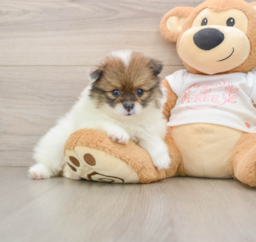 8 week old Pomeranian Puppy For Sale - Seaside Pups
