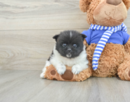 7 week old Pomeranian Puppy For Sale - Seaside Pups