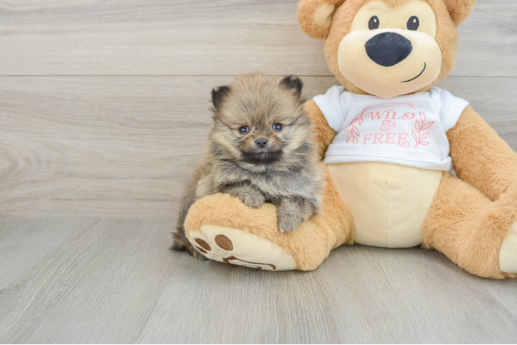 Best Pomeranian Baby