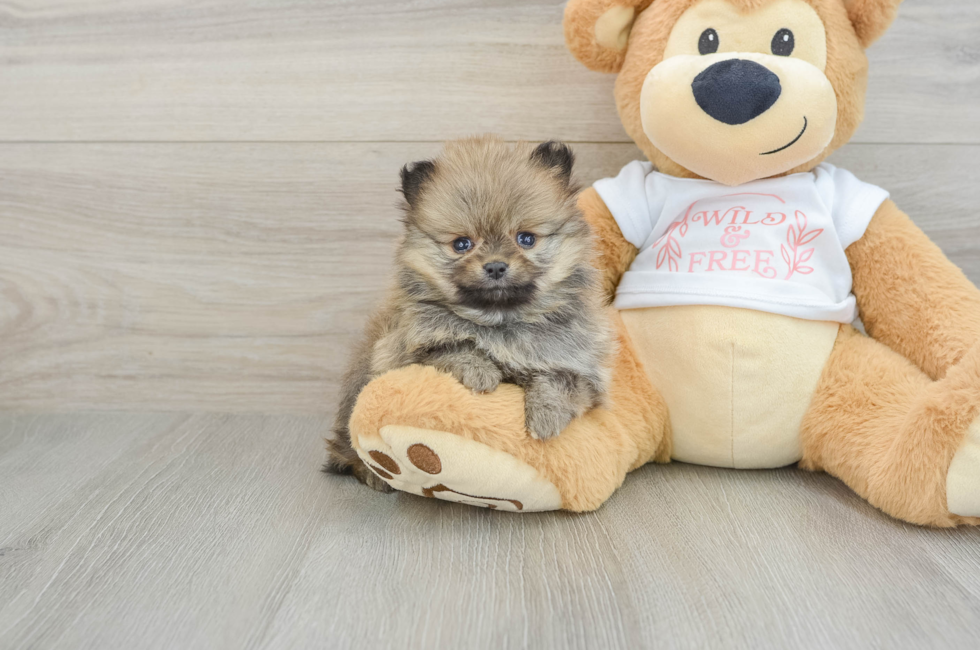 5 week old Pomeranian Puppy For Sale - Seaside Pups