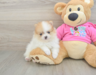 5 week old Pomeranian Puppy For Sale - Seaside Pups