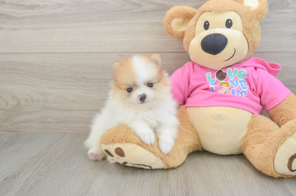 5 week old Pomeranian Puppy For Sale - Seaside Pups