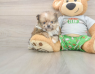 8 week old Pomeranian Puppy For Sale - Seaside Pups