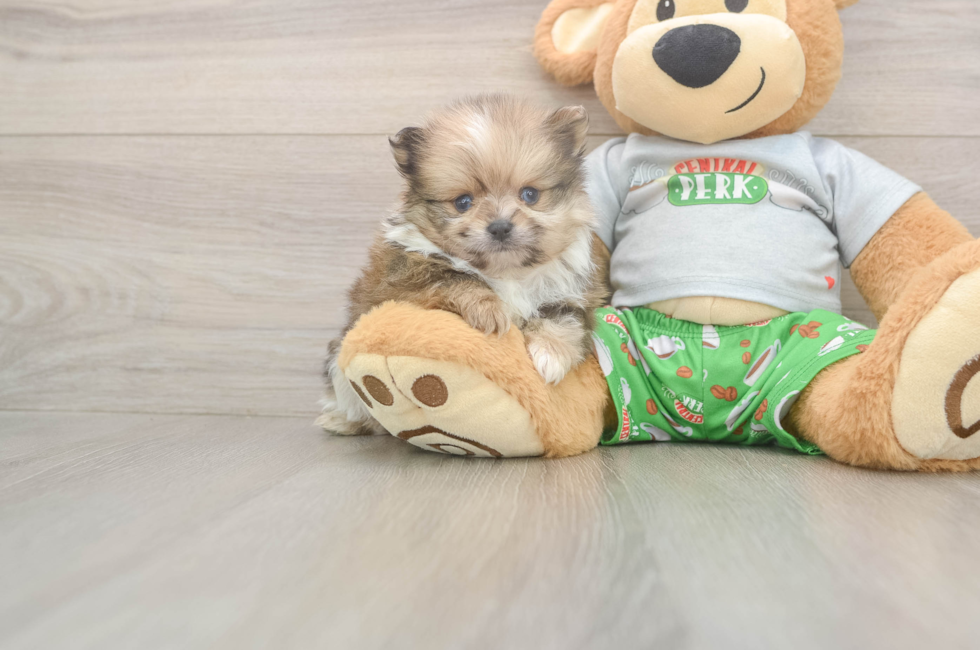5 week old Pomeranian Puppy For Sale - Seaside Pups