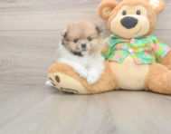 7 week old Pomeranian Puppy For Sale - Seaside Pups